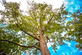 Tree and Shrub Care in Martinsville, IL