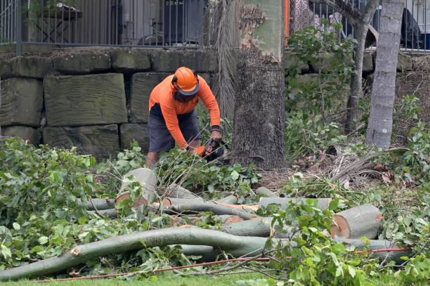 How Our Tree Care Process Works  in  Martinsville, IL